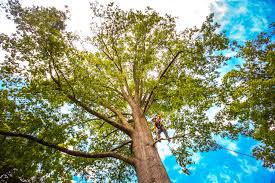 Lawn Watering Services in Bowling Green, VA