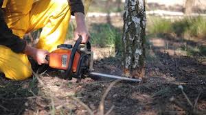 Trusted Bowling Green, VA Tree Services Experts